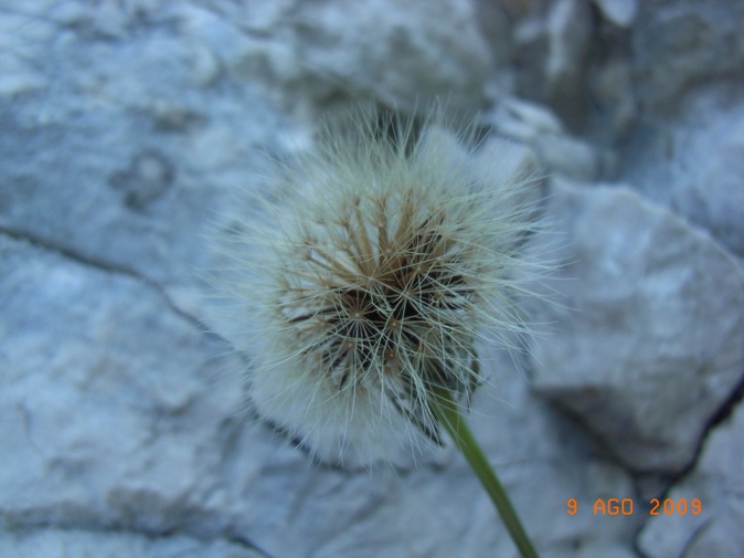 Monte Miletto6 - Hieracium sp.